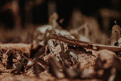 Close-up of dry leaves on field