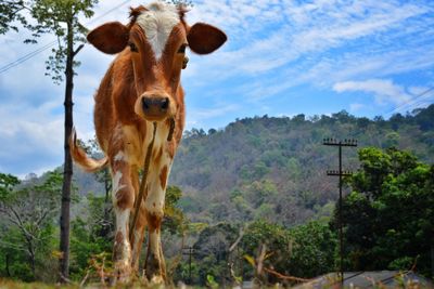 Cow standing in a field