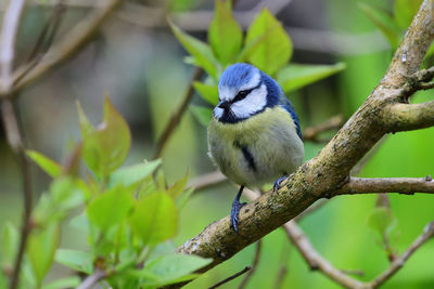 Close-up of a bluetit perching on  a branch