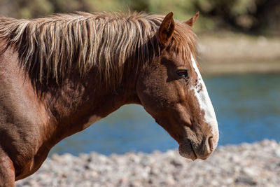 Close-up of a horse