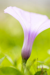 Close-up of purple flowers