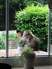 Cat on potted plant by window