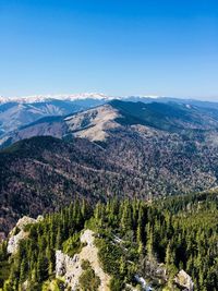 Scenic view of pine trees against sky