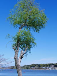 Tree by sea against clear blue sky