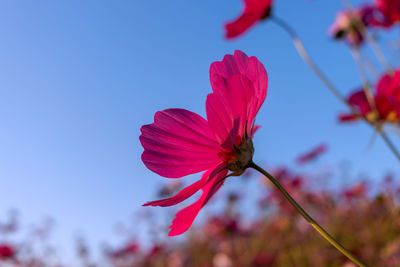 Low angle view of orange flower comos