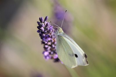 Close-up of butterfly pollinating on purple flower