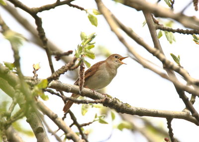 Low angle view of bird perching on branch