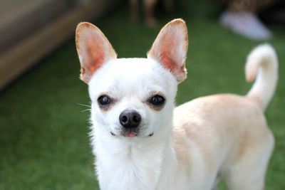 Portrait of white dog