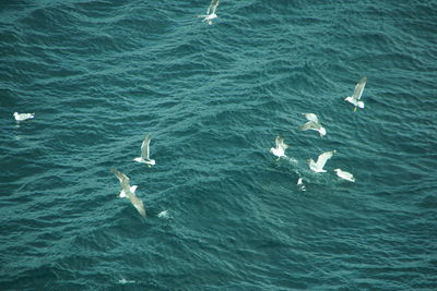 High angle view of fishes swimming in sea