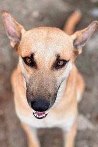 Close-up portrait of dog