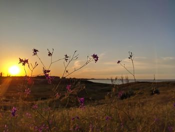 Close-up of purple flowering plants on land against sky during sunset