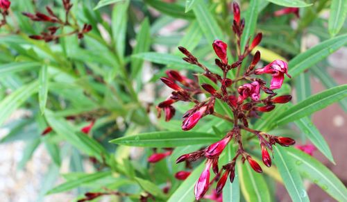 Close-up of red flowering plant