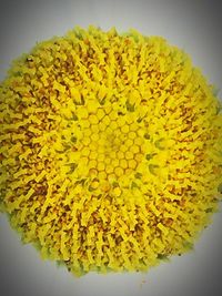 Close-up of flowers over white background