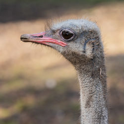 Ostrich portrait