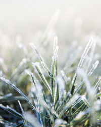 Close-up of frozen plant on field