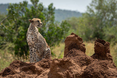 Cheetah sitting on rock formation