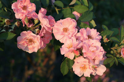Close-up of pink flowering plant
