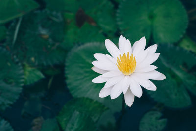 Water lily in a pond