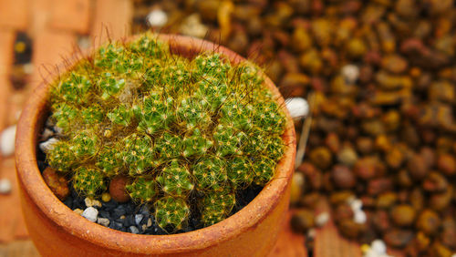 High angle view of potted plant