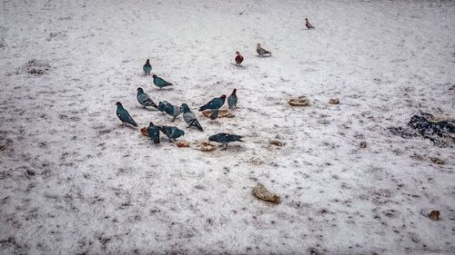 High angle view of birds on sand at beach