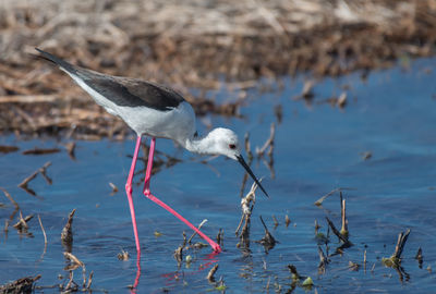 Bird perching on a lake