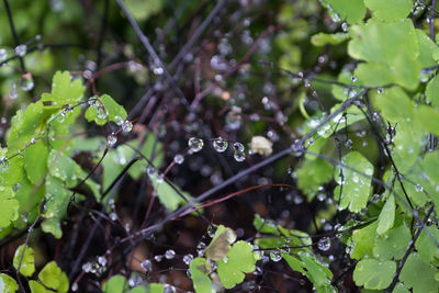 Close-up of wet spider web on plant