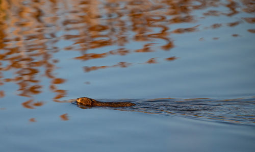 Turtle swimming in a sea