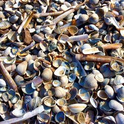 Full frame shot of seashells