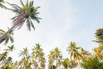 Low angle view of palm trees against sky