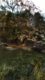 Scenic view of lake in forest