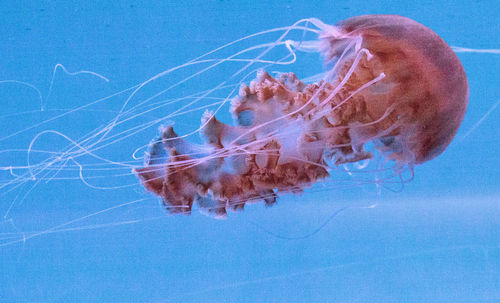 Close-up of jellyfish swimming in sea