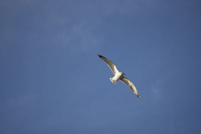 Low angle view of bird flying in sky