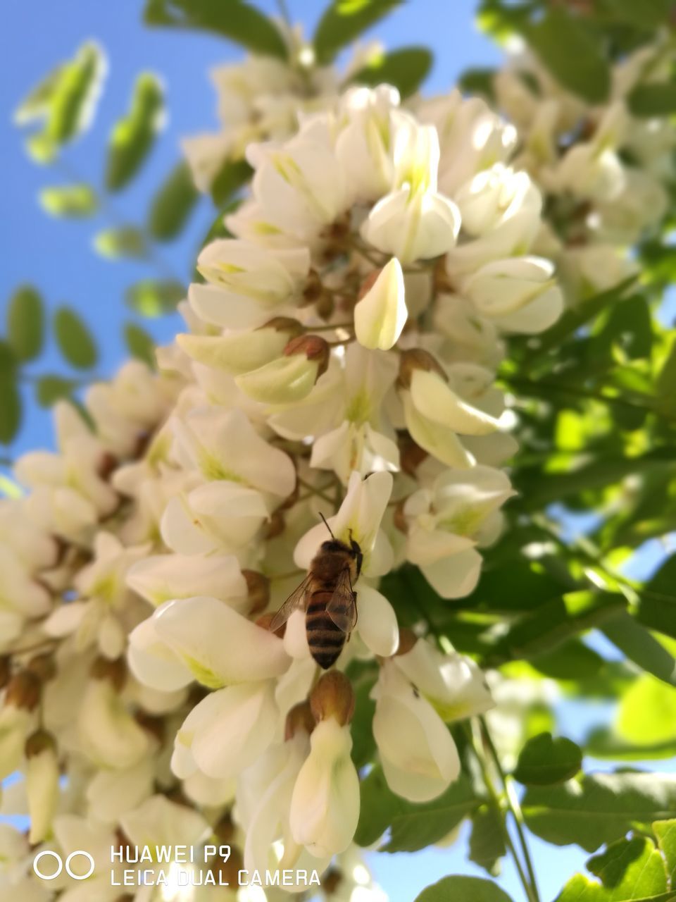 flower, one animal, insect, animal themes, nature, beauty in nature, white color, animals in the wild, petal, fragility, bee, growth, no people, day, animal wildlife, close-up, outdoors, flower head, freshness, pollination