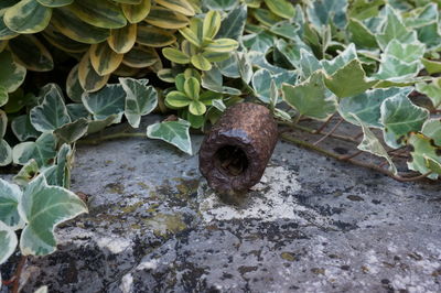 High angle view of turtle in water