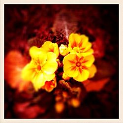 Close-up of yellow flower