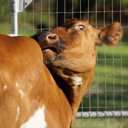 Close-up of cow