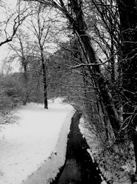 Snow covered trees in forest