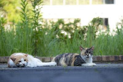 View of a dog lying down