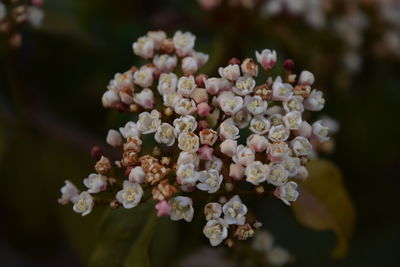 Close-up of fresh hydrangeas blooming outdoors