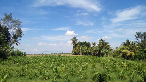 Scenic view of field against sky