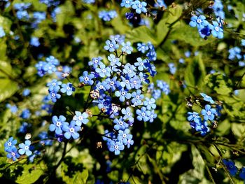 Close-up of blue flowering plant