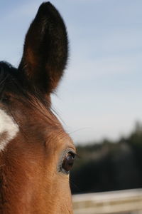 Close-up of a horse