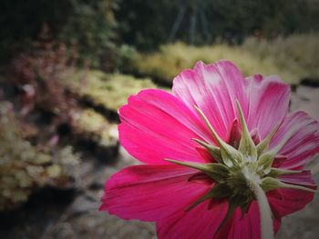 Close-up of pink flower