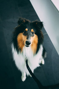 High angle portrait of dog looking at camera