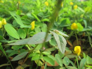 Close-up of insect on plant