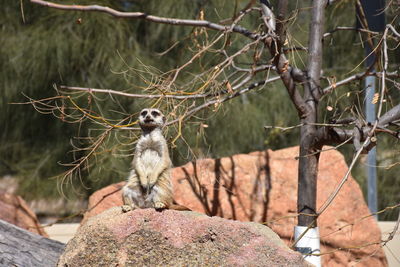 View of monkey on rock