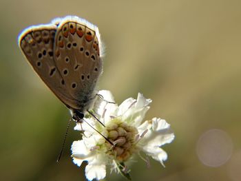 Close-up of butterfly on white flower