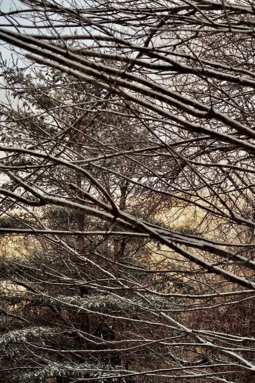 LOW ANGLE VIEW OF BARE TREES IN FOREST