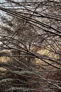 Full frame shot of bare trees in winter