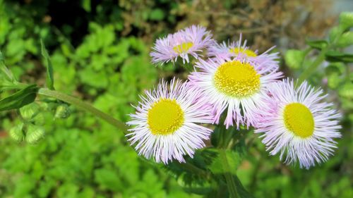 Close-up of purple flowers